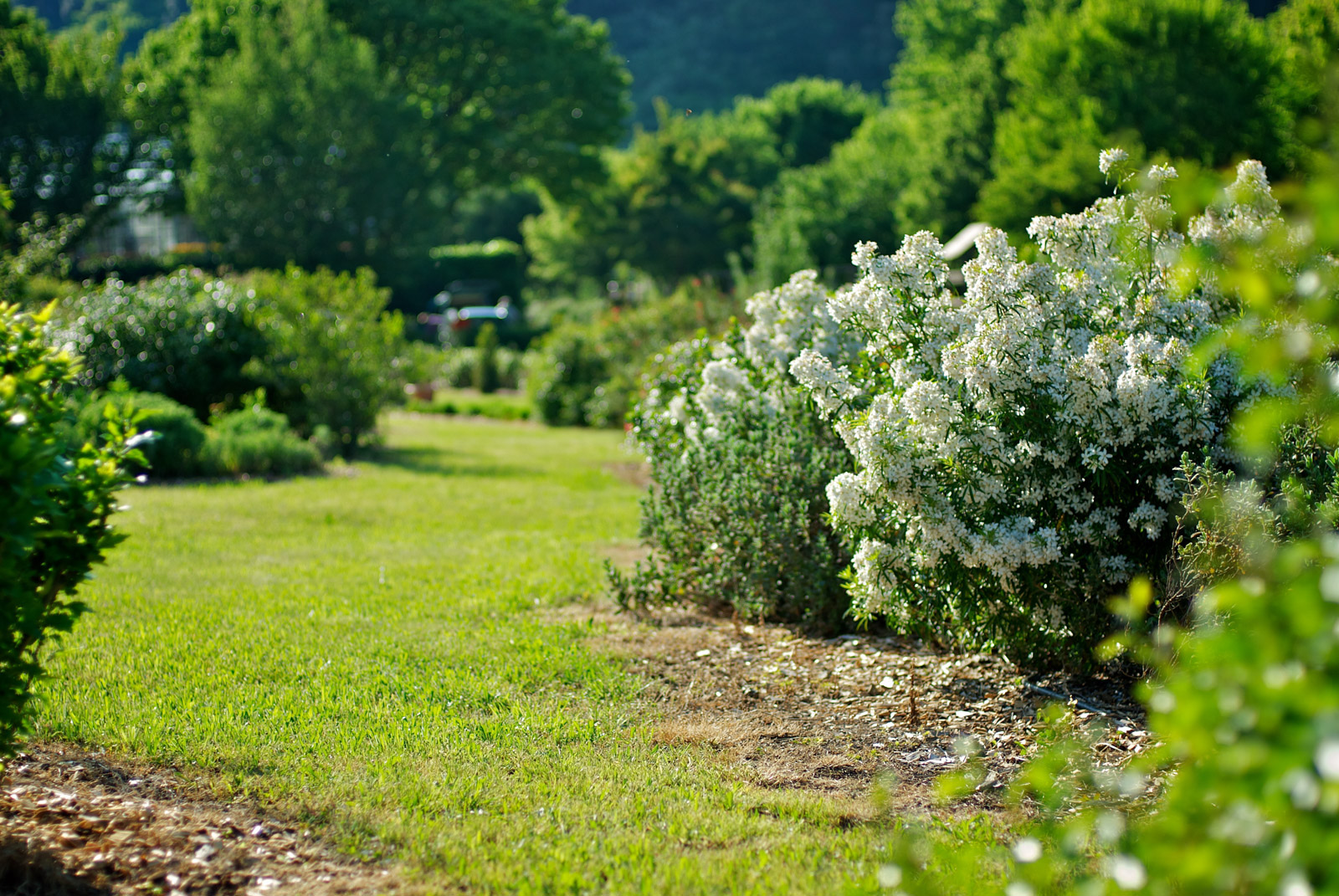 Fleurs des cévennes nos fleurs et plantes cévenoles