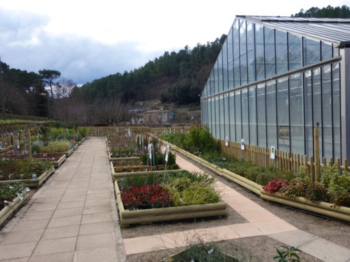 Les petits jardins autour des serres