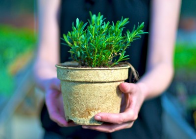 Plantes aromatiques, condimentaires et officinales