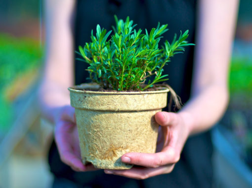 Plantes aromatiques, condimentaires et officinales