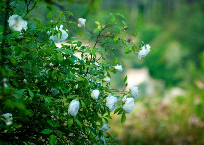 Notre jardin aux mille fleurs