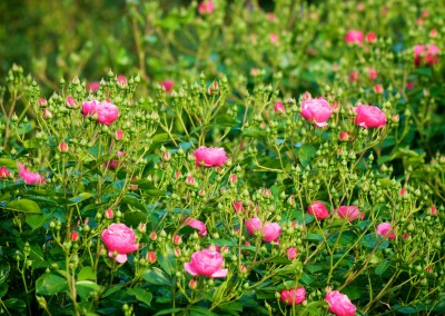 Notre jardin aux mille fleurs