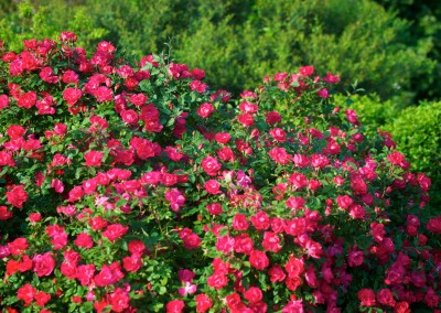 Notre jardin aux mille fleurs