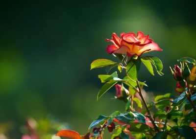 Notre jardin aux mille fleurs