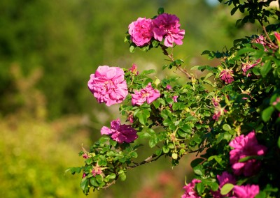 Notre jardin cévenol aux mille fleurs