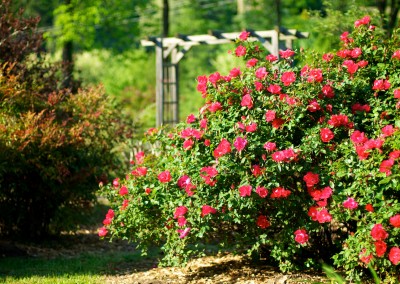 Notre jardin cévenol aux mille fleurs