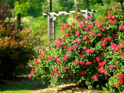 Le jardin aux milles fleurs