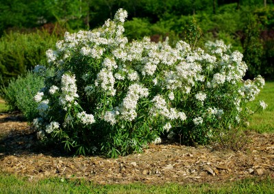 Notre jardin aux mille fleurs