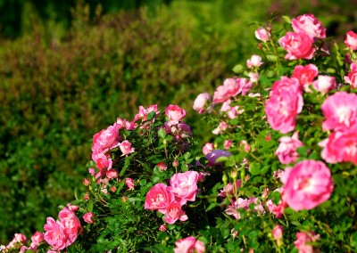 Notre jardin aux mille fleurs