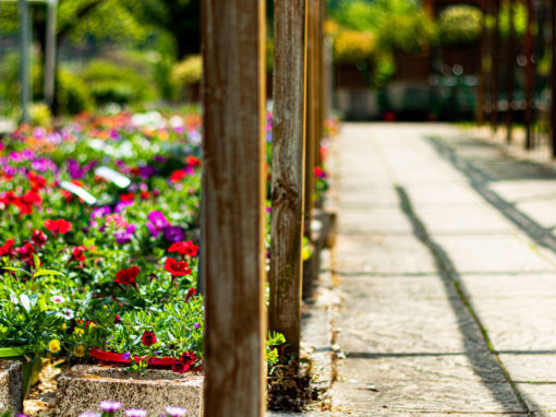 Les petits jardins autour des serres