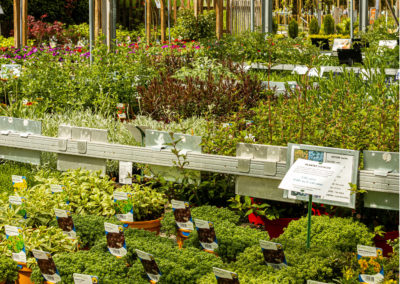 Plantes aromatiques cultivées chez votre producteur Fleurs des Cévennes