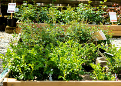 Teucrium Chamaedris produites dans la Gard