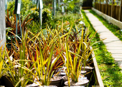 Plantes extérieures 100% des Cévennes