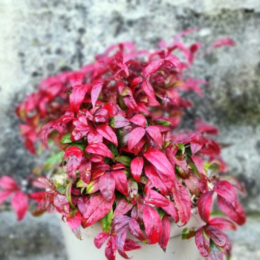 Nandina domestica Fire Power