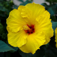 Hibiscus