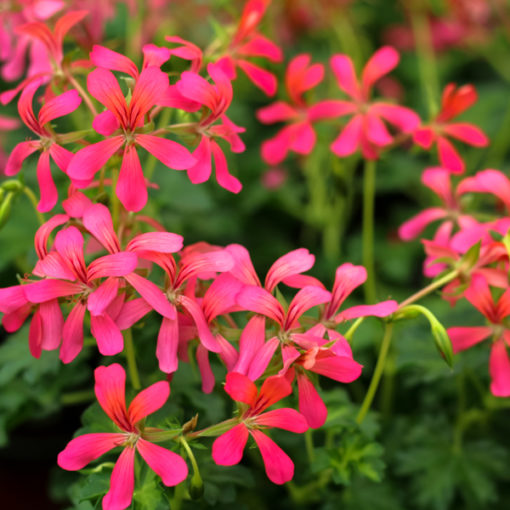 Pélargonium – Image 2