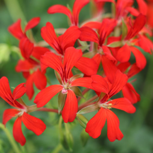 Pélargonium