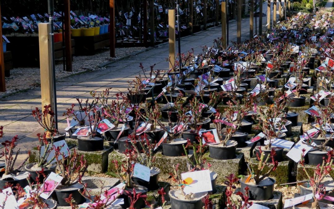 L’entretien de vos rosiers