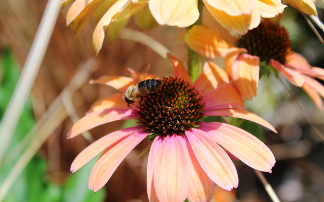 Fleurs des Cévennes est actuellement ouvert :