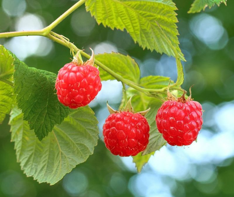 Comment tailler les petits fruits ?