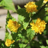 Kerria japonica