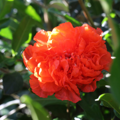 Punica granatum