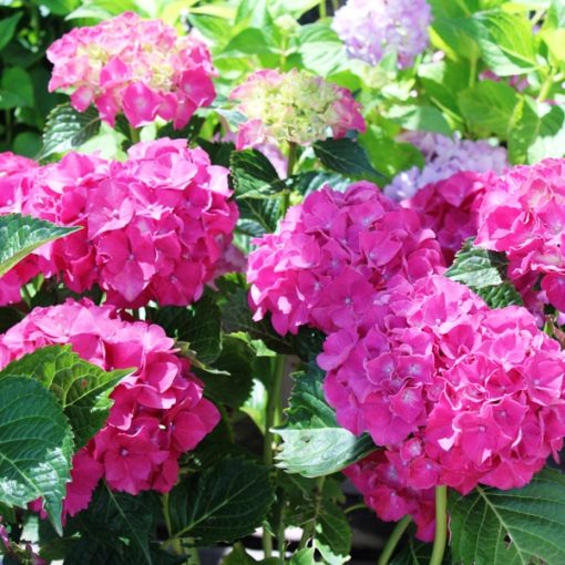 Hortensia Sybilla
