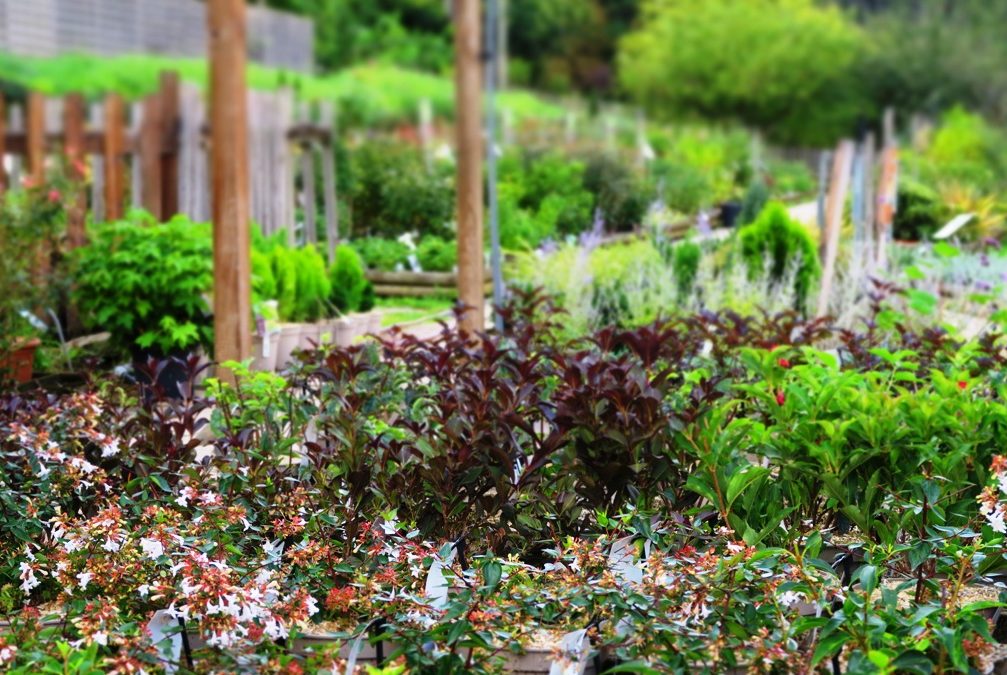 Plantes résistantes au froid