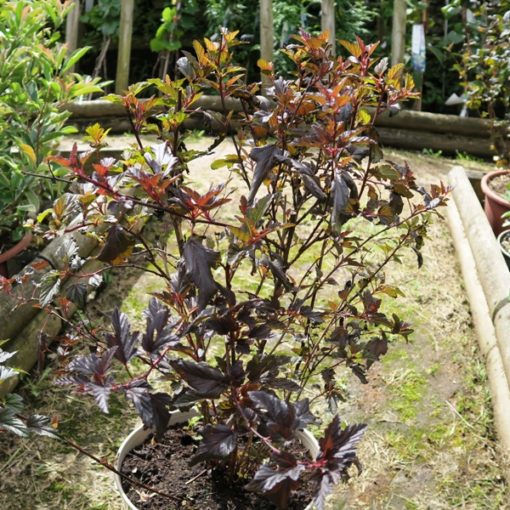 Physocarpus opulifolius All Black