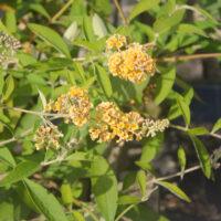 Buddleja jaune