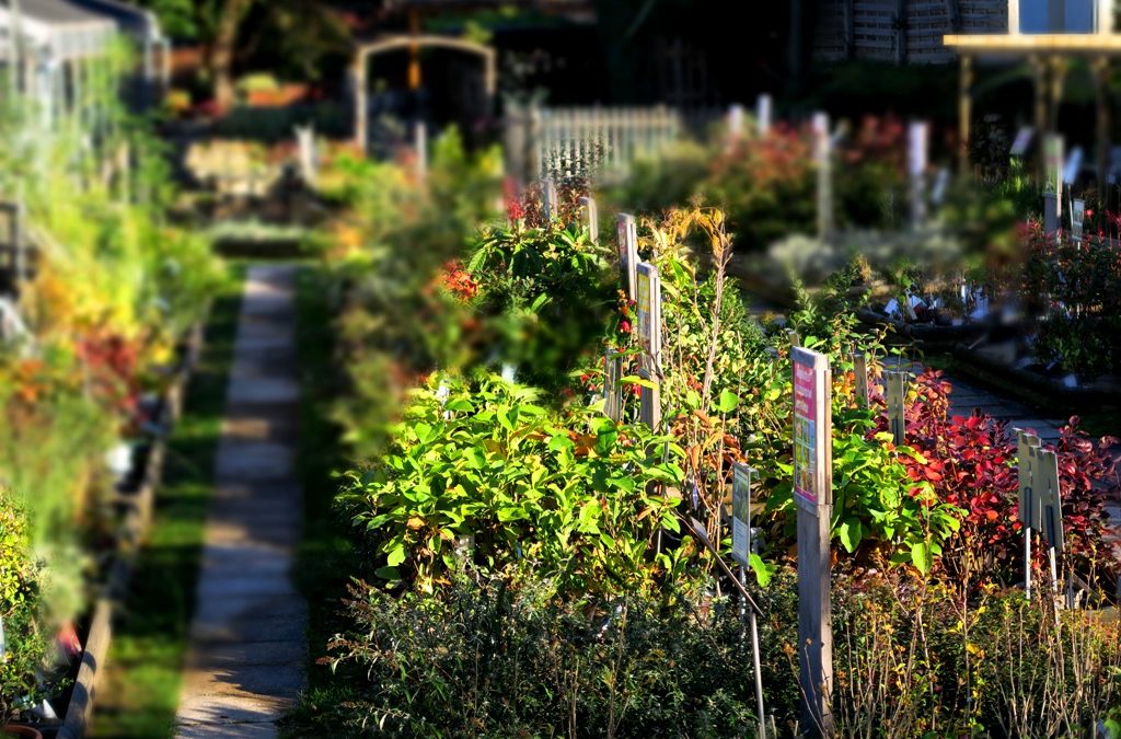 Comment vous procurer nos plantes durant ce second confinement :