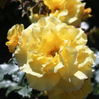 Golden Gate® Grimpant