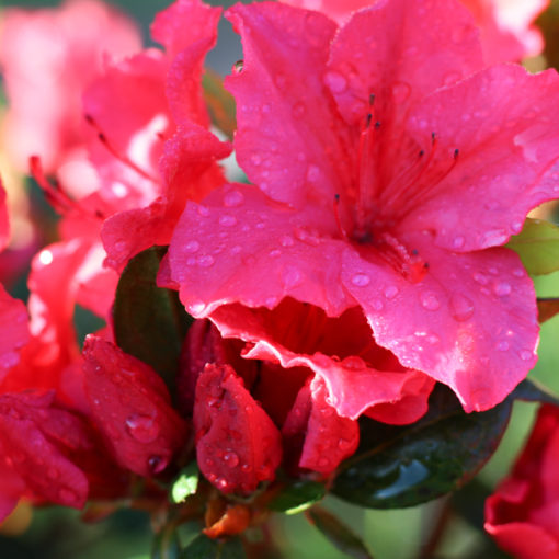 Azalea japonica Vuyk's Rosyred