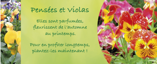 Plantes du moment: Pensées et Violas