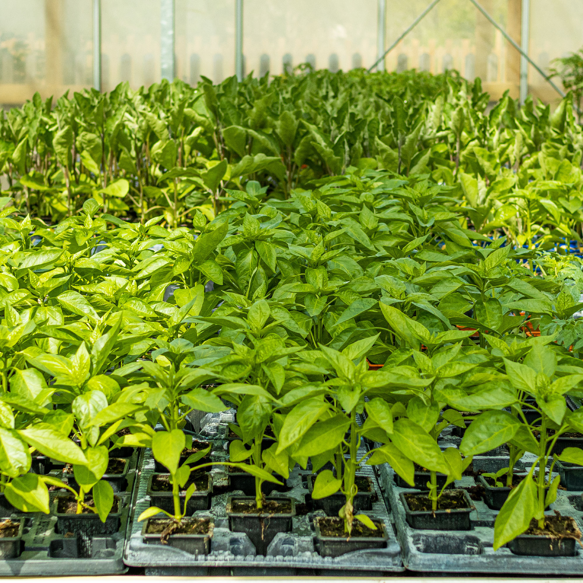 Plantes 100% des Cévennes dans le Gard