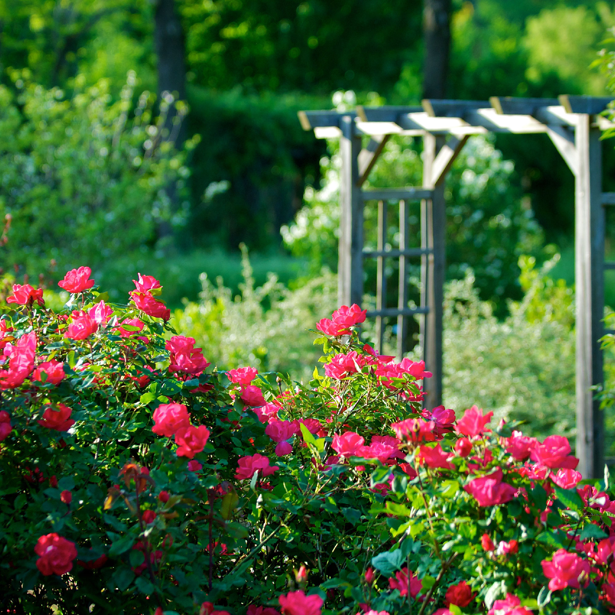 Rosier du jardin des Fleurs des Cévennes à Saint Jean du Gard