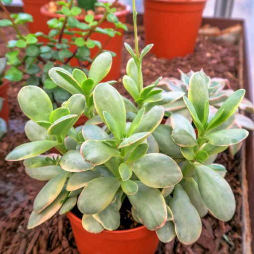 Cactée et Succulente