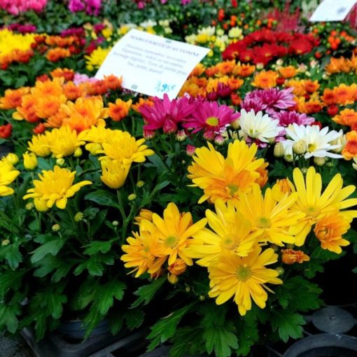 Marguerite (chrysanthème)