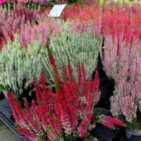 Bruyère Calluna
