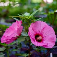 Hibiscus des marais