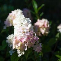 Hydrangea vanille-fraise