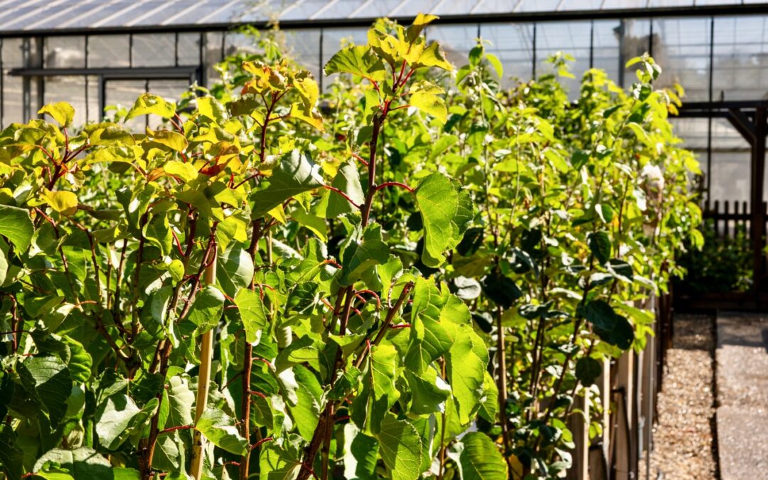 A vos agendas :  Ouverture de nos serres ce mardi 11 novembre !