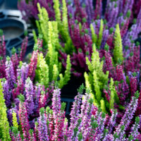 Bruyère Calluna Tricolore
